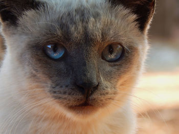 Close-up portrait of a cat