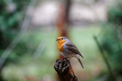 Close-up of bird perching outdoors