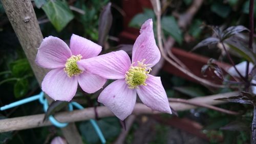 Close-up of iris blooming outdoors