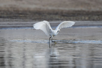 Bird flying over water