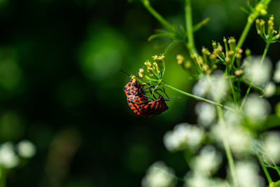 Close-up of butterfly pollinating flower