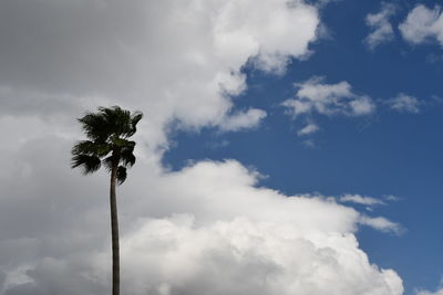 Low angle view of coconut palm tree against sky