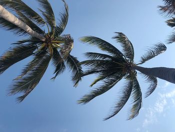 Low angle view of palm tree against clear sky