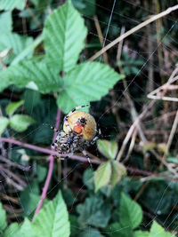 Close-up of ladybug on plant