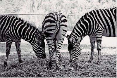 Zebras in grass