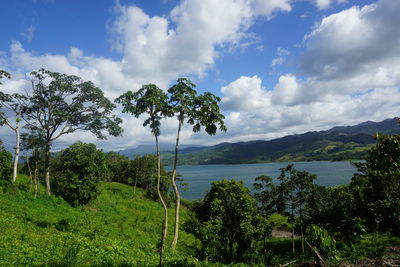 Scenic view of lake by trees against sky