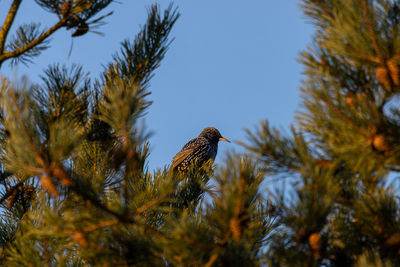 Starling on a spruce branch, blue sky