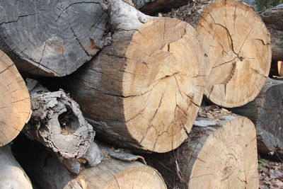 Full frame shot of tree log in forest