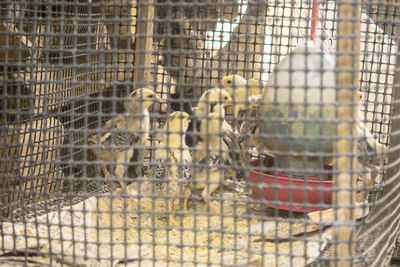 Close-up of birds in cage