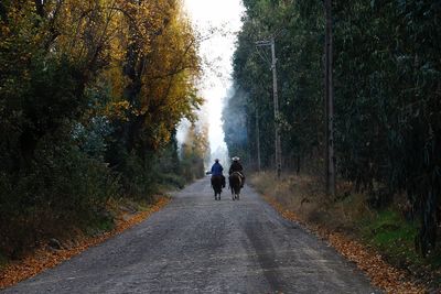 Rear view of people riding horses amidst trees on road