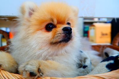 Close-up of a dog looking away