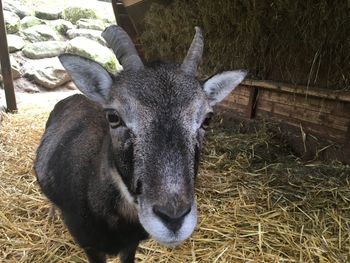 Close-up portrait of sheep on field