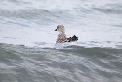 Bird swimming in water