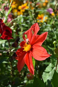 Close-up of red flower blooming outdoors