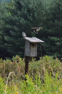 Bird flying in a field