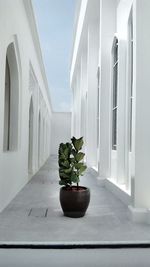 Potted plant on walkway of building
