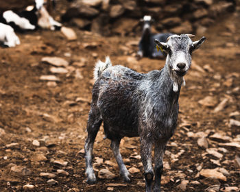 Goat standing on field