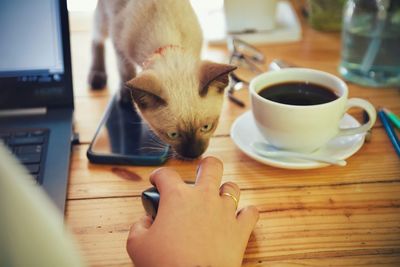 Midsection of woman with cat on table