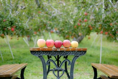 Apples on table by seats at orchard