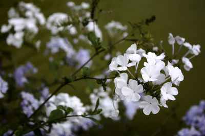 Close-up of white flowers blooming on tree