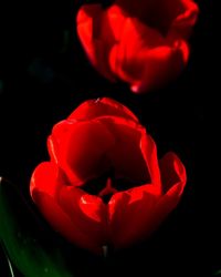 Close-up of red rose against black background