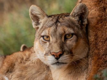 Close-up of lioness