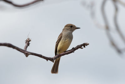 Close-up of mocking bird perching on branch against sky