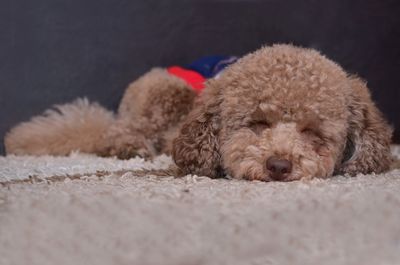 Close-up portrait of dog relaxing