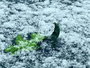 Close-up of lizard on snow covered land