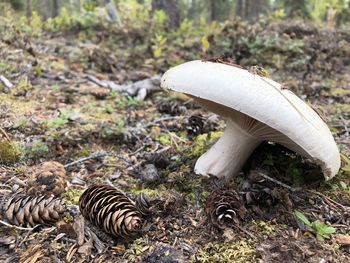 High angle view of mushroom growing on field