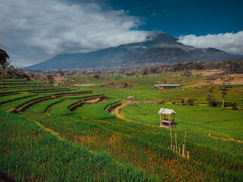 Scenic view of agricultural field against sky