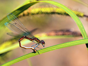 Close-up of insect on grass