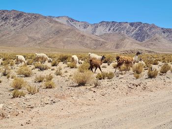 Scenic view of desert against sky