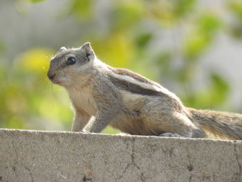 Close-up of an animal