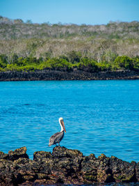 Birds on rock by lake against sky