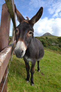 Close-up portrait of donkey standing on grassy field