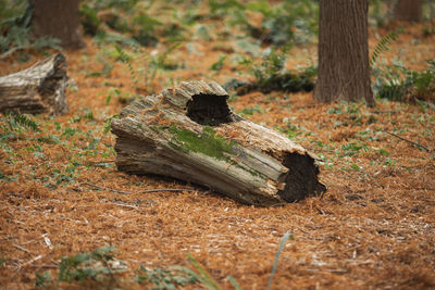 Close-up of tree trunk