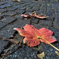 Close-up of red maple leaves