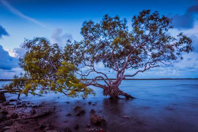 Tree by sea against blue sky