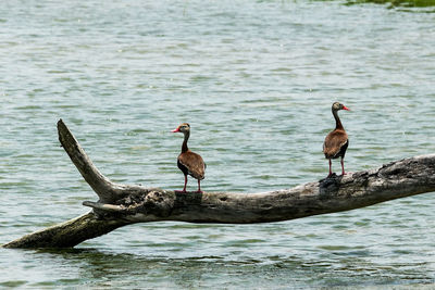 Birds perching on lake