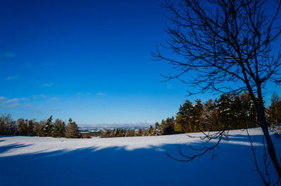 Trees on snow covered field against blue sky