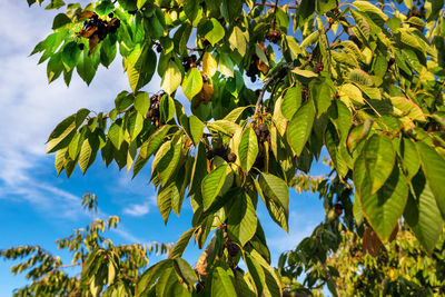 Dried and moldy cherries due to hot weather, no rainfall in western germany, broken branches.