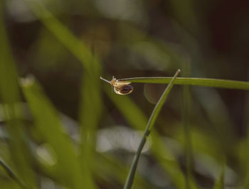 Close-up of insect on grass