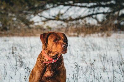 Dog waiting his turn to train 