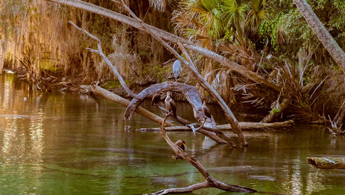View of driftwood in lake