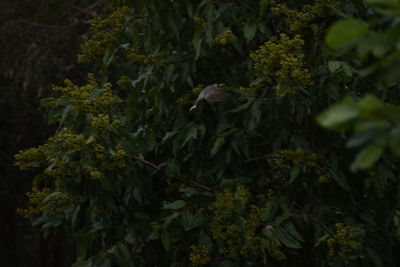 Plants growing on tree