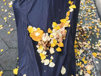 Low section of person standing on yellow flowering plant during autumn