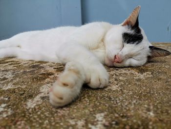 Close-up of cat sleeping