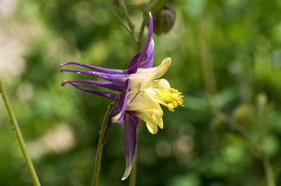 Close-up of purple flowering plant