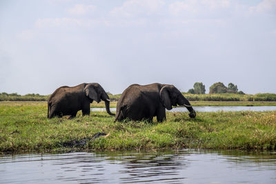 View of elephant in lake against sky